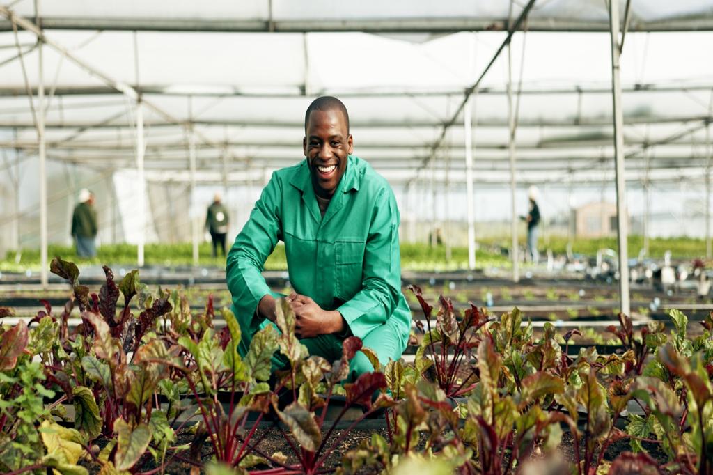 Farmer monitoring vegetable crops inside a greenhouse.