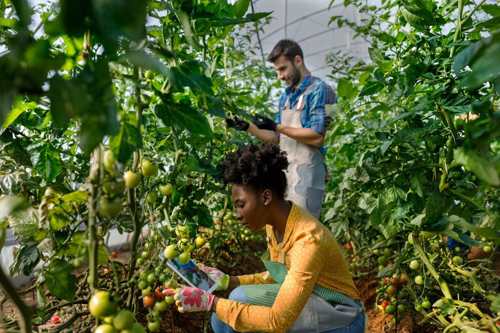 Agricultural workers inspecting and harvesting tomato plants inside a greenhouse environment.